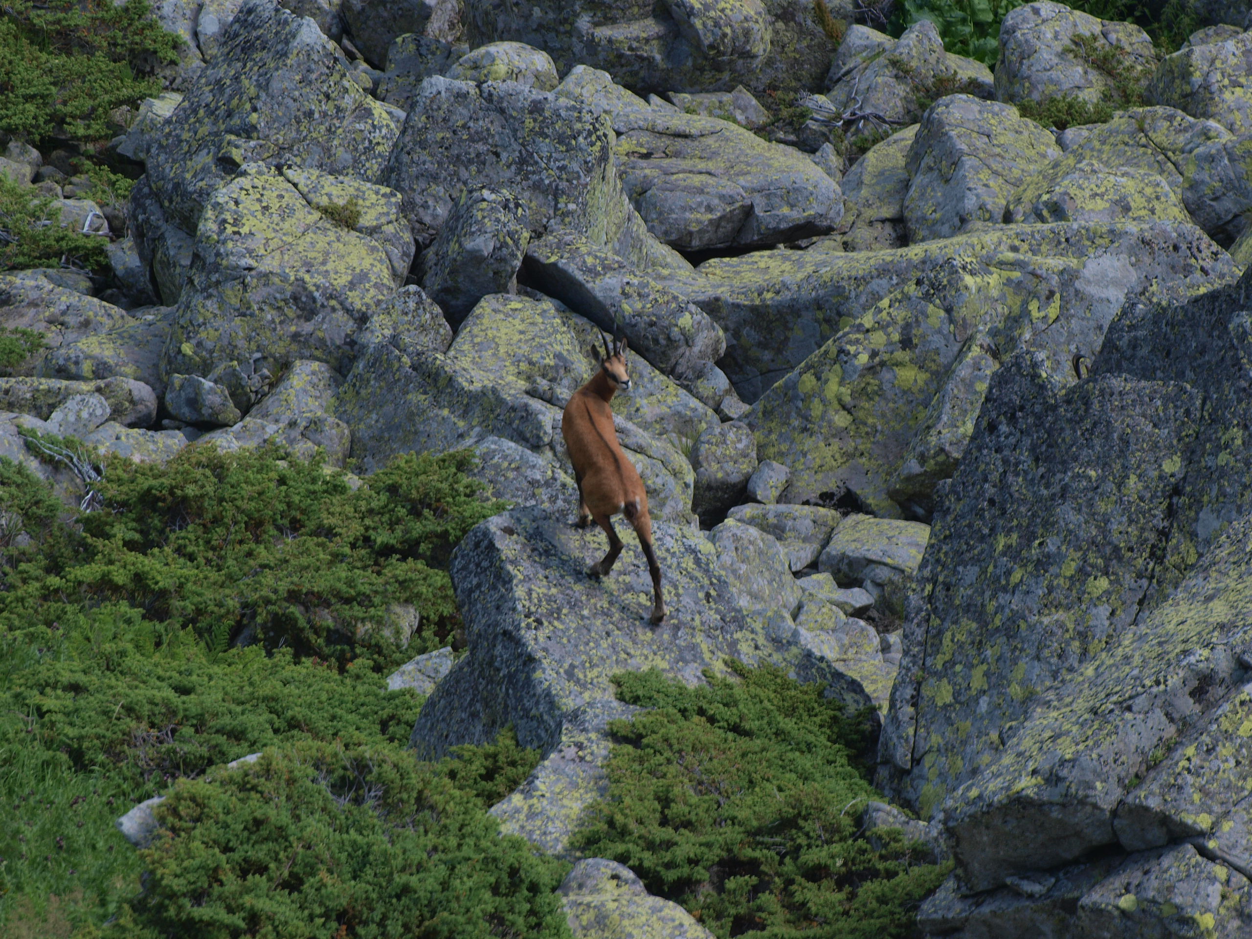 Панорамна гледка на Витоша